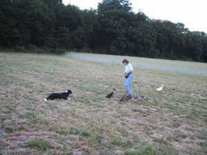 moni huettet federvieh.jpg